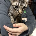 人慣れ、猫慣れ、している生後2ヶ月のトラ猫