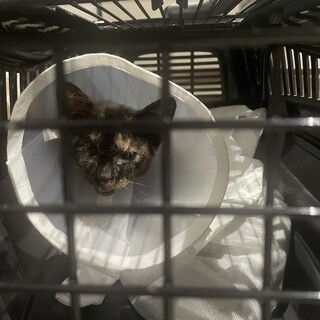 2ヶ月齢　黒猫