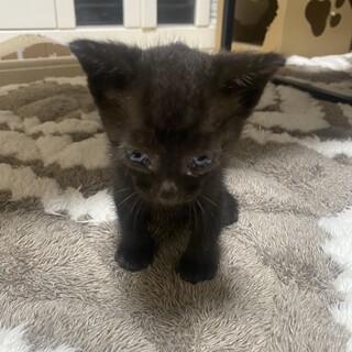 里親募集！生後1か月 キジトラ