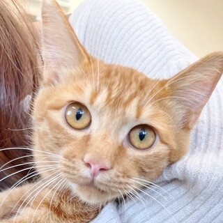 天然な茶トラ男子❤茶々丸