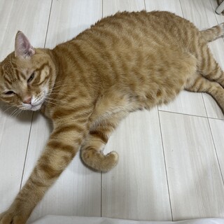 6歳のかまってちゃんな茶トラ