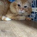 お顔がおっきい！虎太
