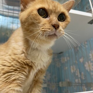 もっとなでなでして♡アイリス