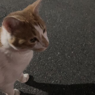 成猫の里親を募集してます！！！