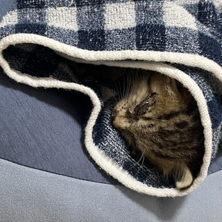 里親募集！　生後1ヶ月　オス