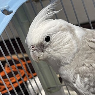 オカメインコ　里親募集