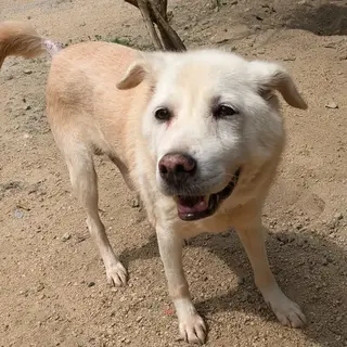 穏やか可愛いおじいちゃんワンコなつくん