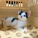  甘えん坊で遊ぶの大好き！元気なミギちゃん