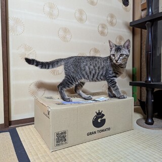 かわいいメニューが豊富だよ！すきや