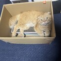 おっとりとした性格のオス猫です