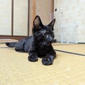 やっぱり王道なのでは？よしぎゅう