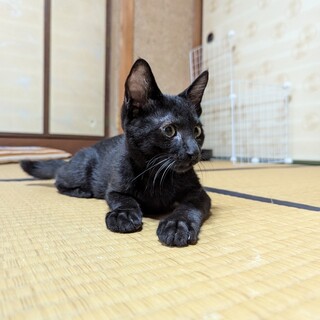 やっぱり王道なのでは？よしぎゅう