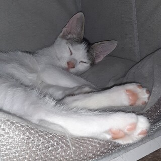 3ヶ月くらいの子猫