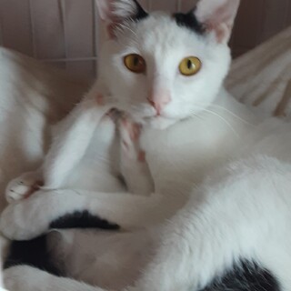 凛々しいお顔の甘えん坊