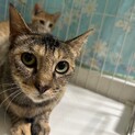すみこ