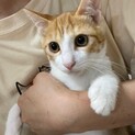 きしだ