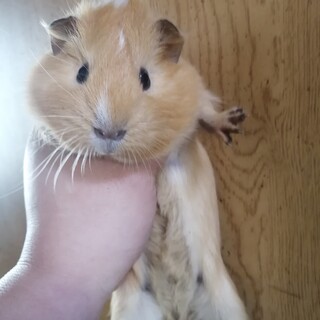 モルモットの里親募集