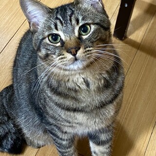 遊ぶの大好き キジトラ オス 1歳4ケ月