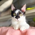 唯一無二の個性♡タレ目♡キャンドルテールのこんぶ