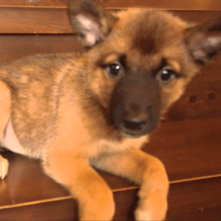 麦わら帽子が似合いそうな男の子『ルフィ』♂