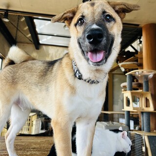 茶色ーズ　　　　ぼーちゃん