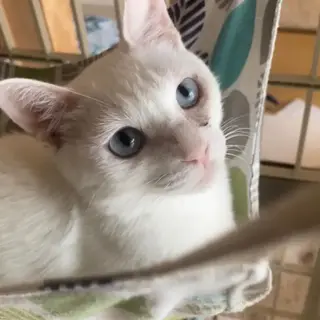 真っ白ブルーアイの人大好き可愛い女の子