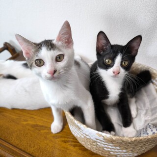 【9/29芝浦】おとなしめな末っ子気質✦キジ白女子