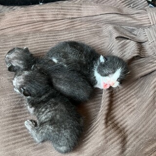 7/31生まれの子猫3匹