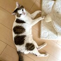 天と地をつなぎ幸せを運ぶ縁の花、あかば