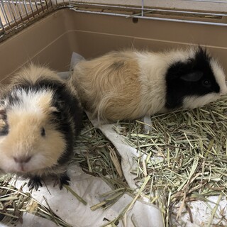 モルモット里親募集(ケージもお渡し可能)