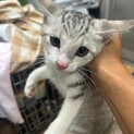 カヤ