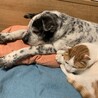 かばまゆ