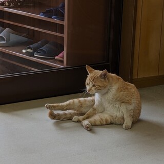 人慣れ抜群!!　茶トラくん　