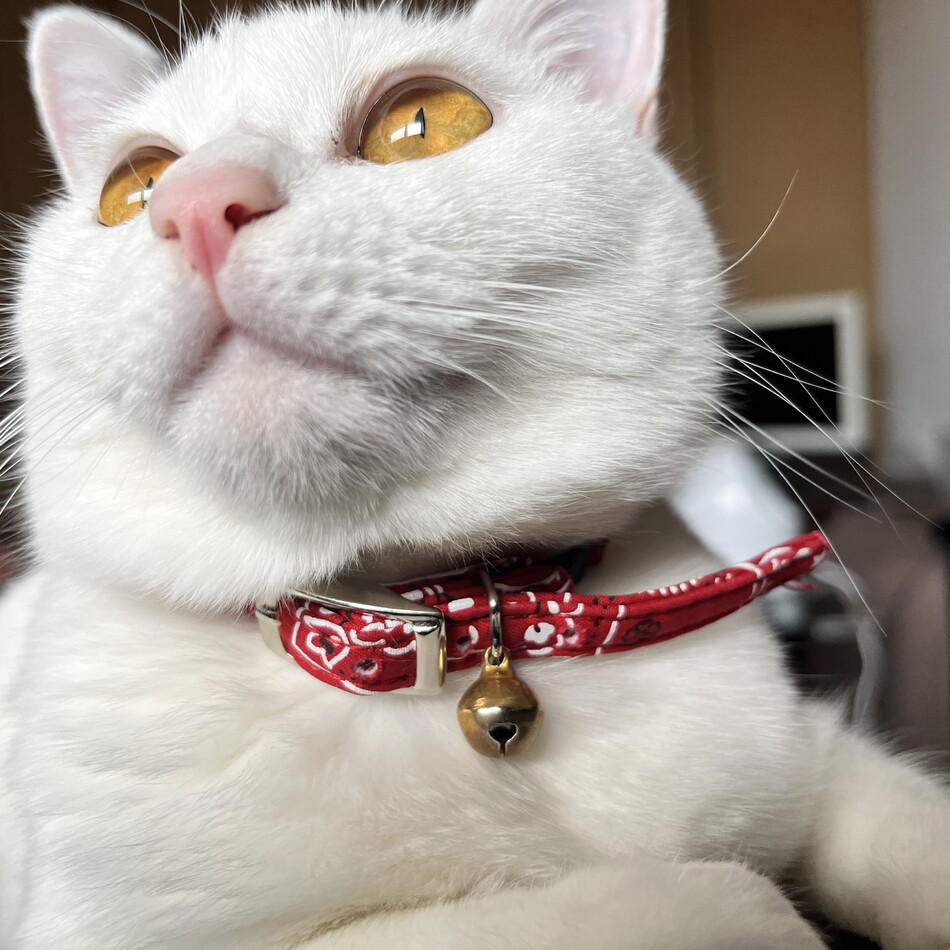 ミコトのカバー写真