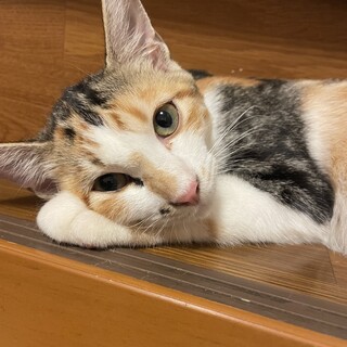 ミケトラちゃん