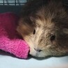 ちゃま家 さん