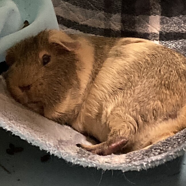 ちゃま家のカバー写真