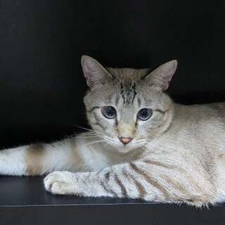 シャム風のシナモン君