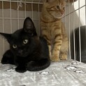 茶トラ♂黒猫♀のやんちゃな兄弟★募集一時中断します