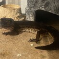 クレス2匹、レオパ5匹、ヘルマンリクガメの里親募集