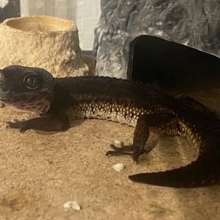 クレス2匹、レオパ5匹、ヘルマンリクガメの里親募集