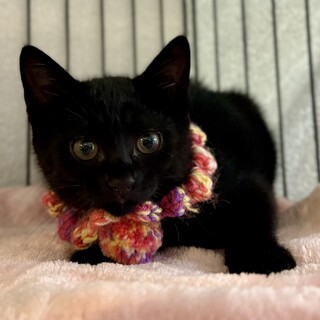 黒猫姉妹☆さっきー☆甘えん坊に変身中☆