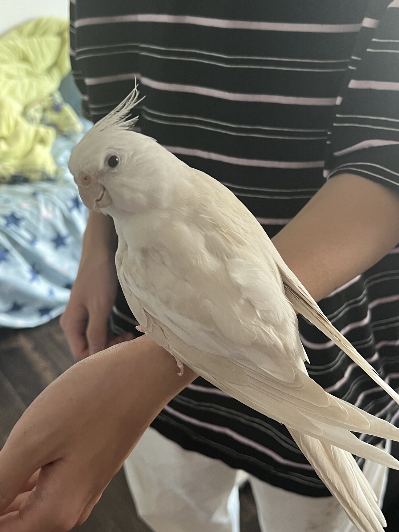 オカメインコさま専用ページ Amazon | 黒瀬ペットフード マニア mania 中型インコ専用 低脂肪