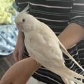 オカメインコ2羽・里親様決まりました！