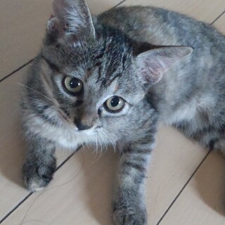 元気いっぱいキジトラ子猫♀です