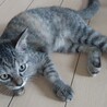 元気いっぱいキジトラ子猫♀です サムネイル2