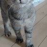 元気いっぱいキジトラ子猫♀です サムネイル3