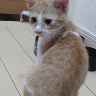 甘えんぼで物静かな茶トラ白♂の子猫です