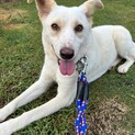 過酷な野犬時代を生き抜いた、渚ちゃんに暖かい家庭を