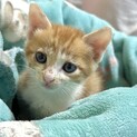 くるりん尻尾が可愛い、やんちゃ坊主！！